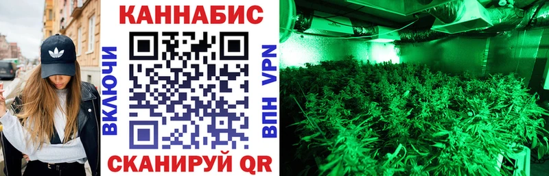 Каннабис OG Kush Новоржев